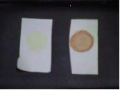 敵鼠鈉鹽速測試劑盒 敵鼠鈉鹽速測試劑盒